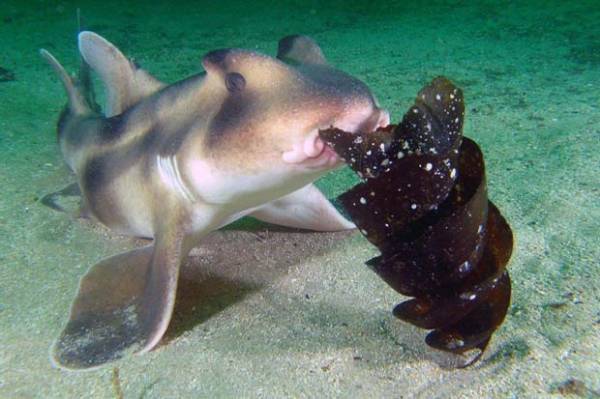 hiu dan ikan pari berkembang biak dengan cara