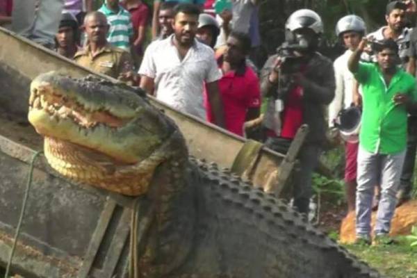 10 cocodrilos más grandes del mundo registrados oficialmente