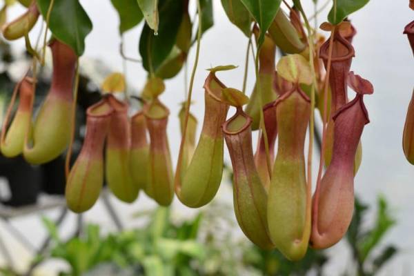 8 plantas más raras del mundo, 3er lugar de Indonesia
