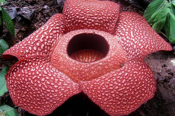 8 plantas más raras del mundo, 3er lugar de Indonesia