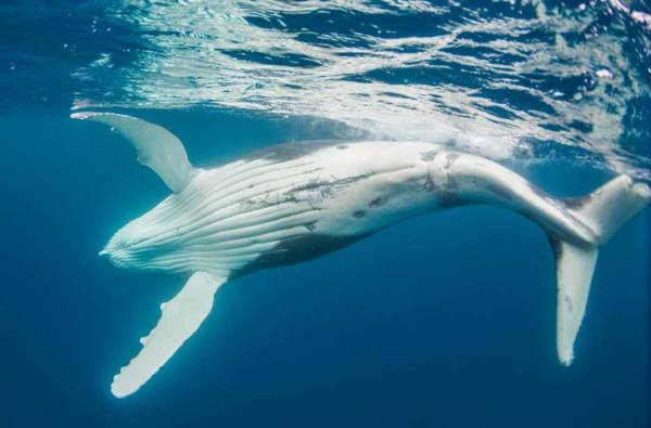 Penampakan paus hantu yang sangat langka telah tercatat di lepas pantai Australia