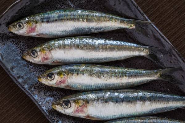 6 Ikan Penurun Kolesterol Tinggi yang Ampuh dan Cara Mengolahnya