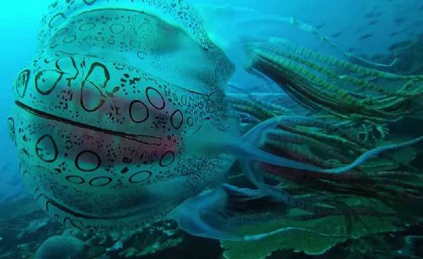 Rare sighting of box jellyfish caught off Papua New Guinea coast