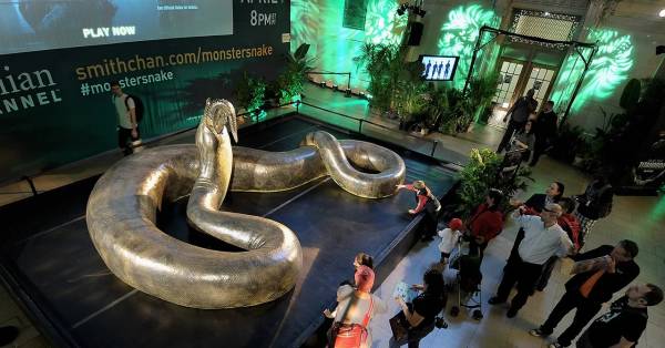 Características físicas y tamaño de la extinta serpiente monstruo Titanoboa