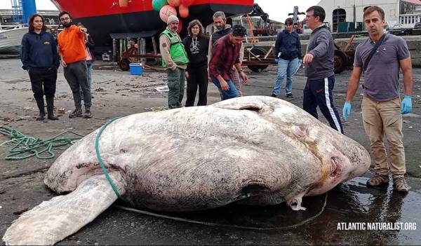 El pez luna gigante de 3 toneladas más grande del mundo descubierto en Portugal