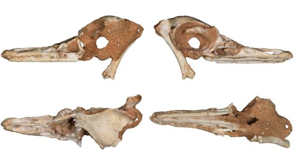 Descubrimiento fósil de Natovenator polydontus, un depredador buceador de cuello ondulado