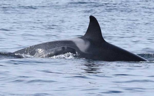 Fearless, Baby Pilot Whales Follow Mother Orca