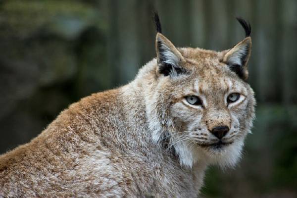 5 Animals That Can Be Found in Ukraine, Number 2 is a Type of Wild Cat