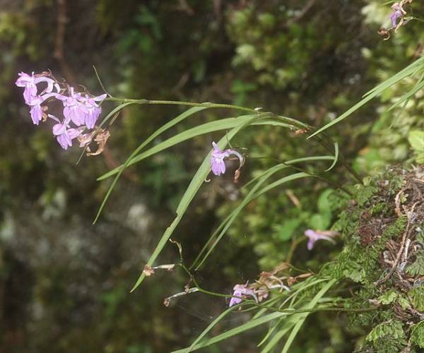 10 Types of Indonesian Orchids: Species Diversity and Distribution