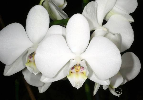 10 Types of Indonesian Orchids: Species Diversity and Distribution