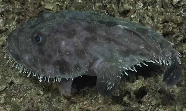 Like an alien, this ghost-faced fish uses its fins to walk on the ocean floor