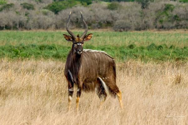 5 Unique Facts about Nyala, an African Antelope that Experiences Sexual Dimorphism