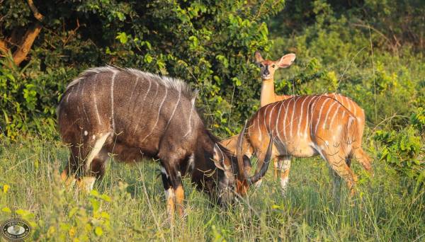 5 Unique Facts about Nyala, an African Antelope that Experiences Sexual Dimorphism