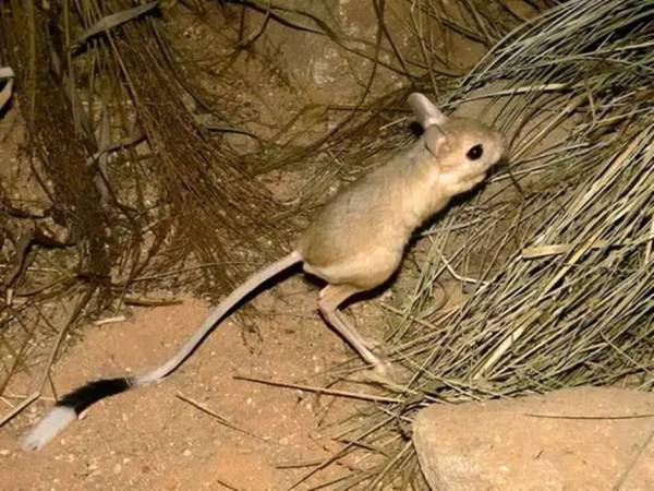 7 Unique Animals in Saudi Arabia, Number 1 is a combination of rats and kangaroos