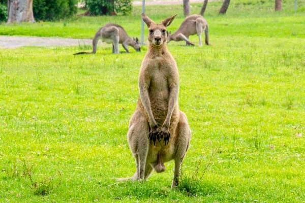Why are Kangaroos good at boxing?  Here are 7 Facts!
