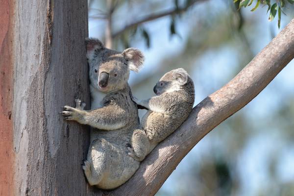 7 Interesting Facts about Koalas, Tree Climbing Experts Who Hold Many Surprises