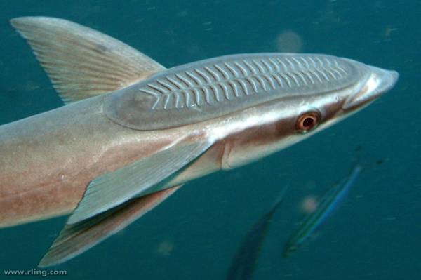 7 Unique Facts about Remora, a Fish That Always Sticks Closely to Sharks