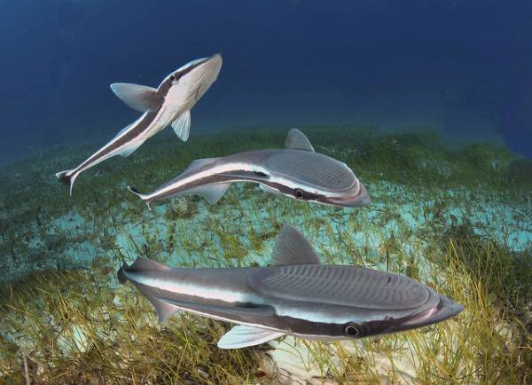 7 Unique Facts about Remora, a Fish That Always Sticks Closely to Sharks