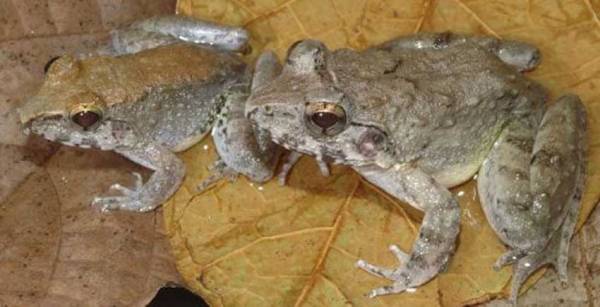 World's Smallest Fanged Frog Species Found in Indonesian Forest