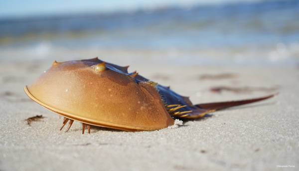 8 Amazing Facts about Horseshoe Crabs: Blue-Blooded Living Fossil