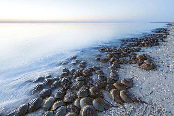 8 Amazing Facts about Horseshoe Crabs: Blue-Blooded Living Fossil