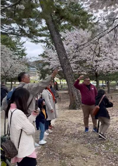 Viral! Diduga Wisatawan Indonesia Rusak Pohon Sakura di Jepang, Netizen: Malu-maluin Banget!